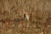 Renards